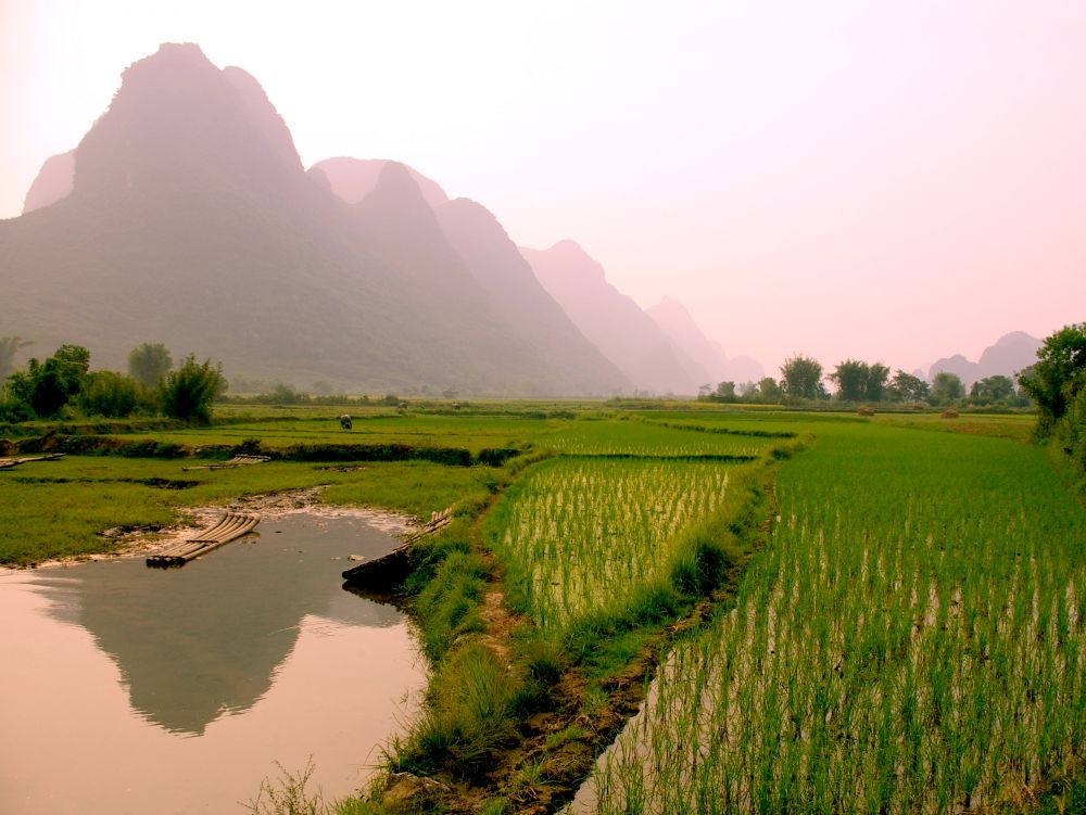 Yangshuo - rizières