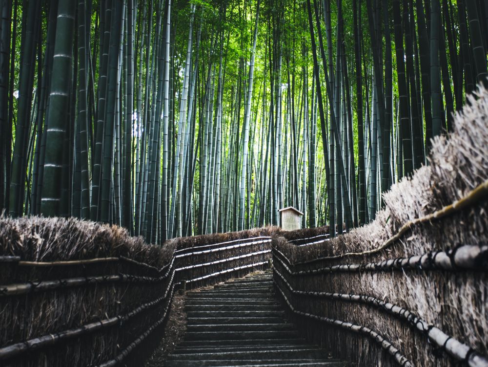 Kyoto - forêt de bambous