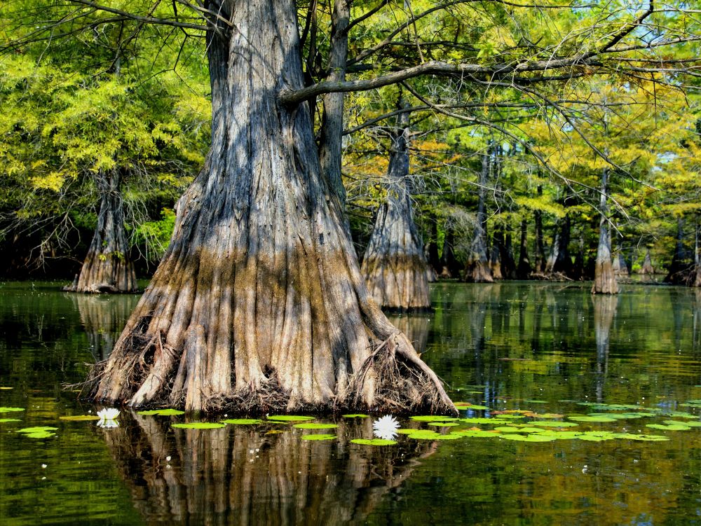 bayou Louisiane 3