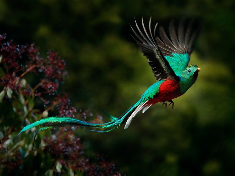 Flying Resplendent Quetzal, Pharomachrus mocinno, Savegre in Costa Rica, with green forest background. Magnificent sacred green and red bird. Action fly moment with Resplendent Quetzal. Birdwatching