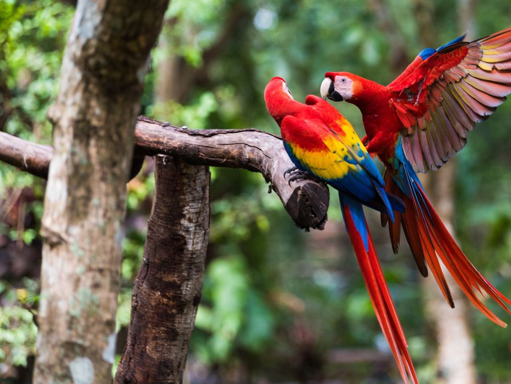 Two Scarlet Macaw Playing on Branch